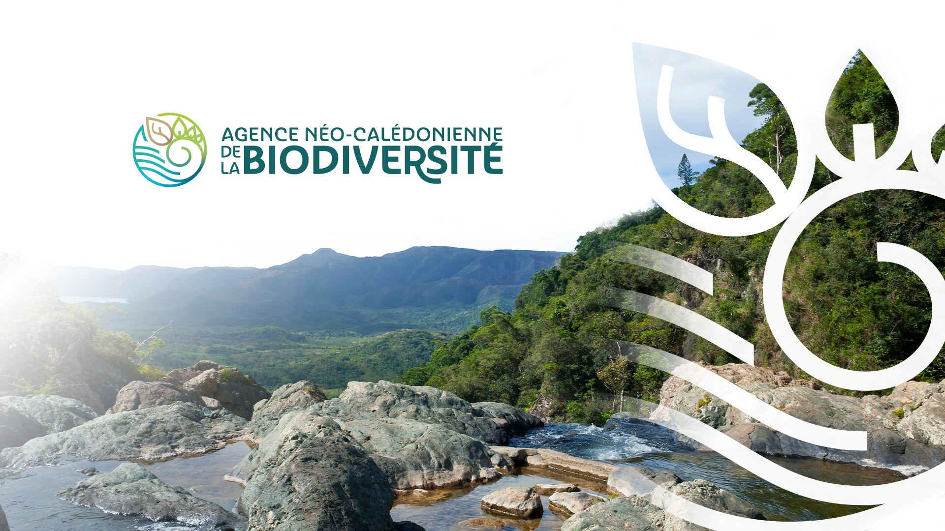 Nouvelle identité graphique – Agence Néo-Calédonienne de la Biodiversité